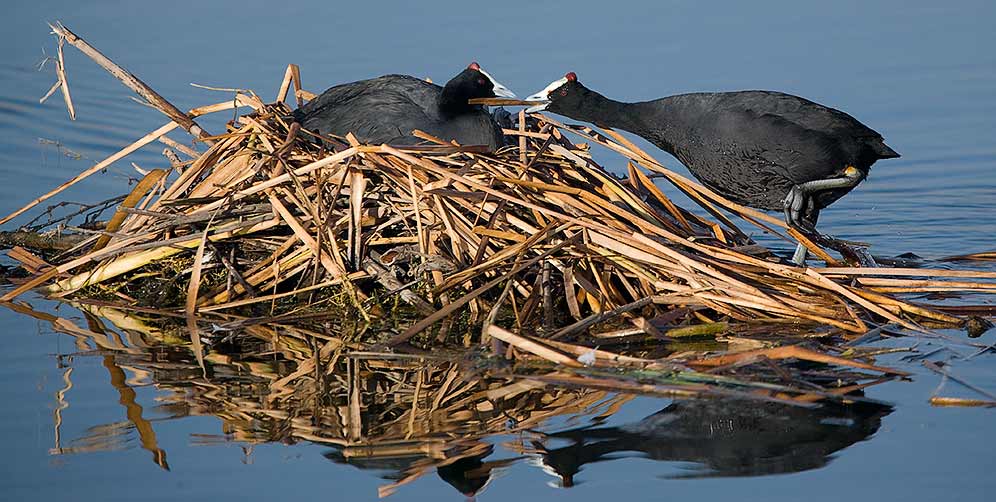 Red-knobbed Coot pair at nest